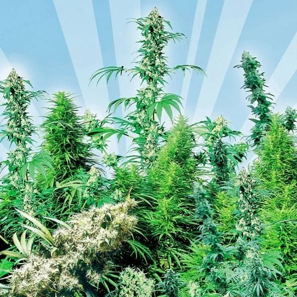 Outdoor Mix van Sensi Seeds
