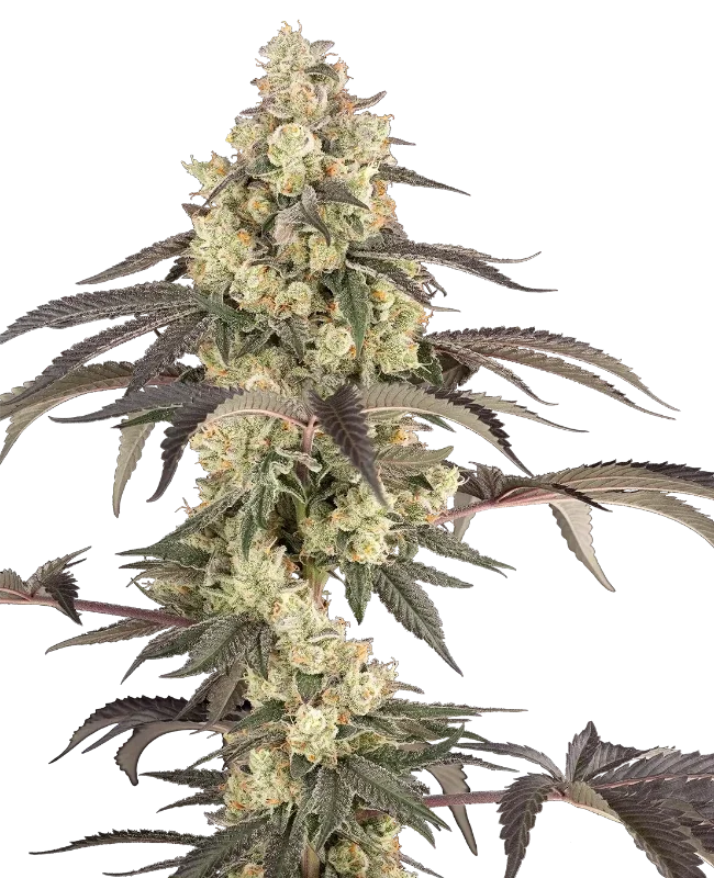 Jealousy Glaze van Sensi Seeds
