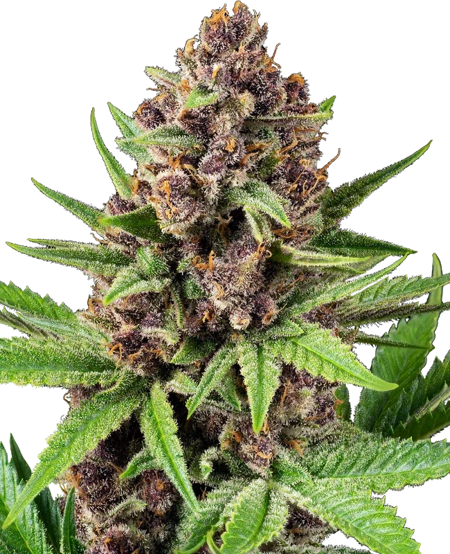 StrawZ van Sensi Seeds
