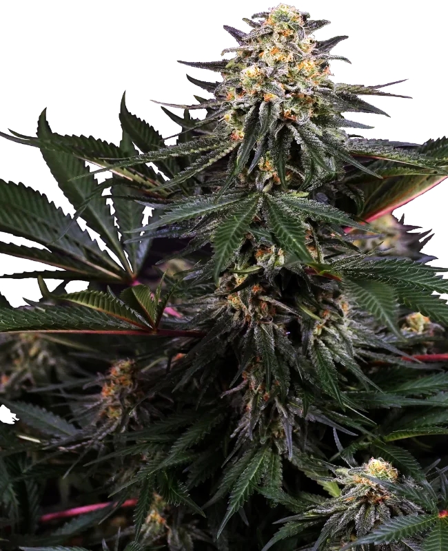 Lockdown Kush van Sensi Seeds