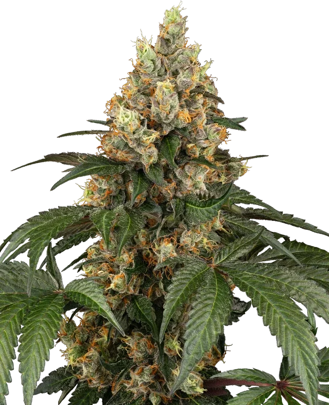 Chocolate Rainbow XXL van Sensi Seeds