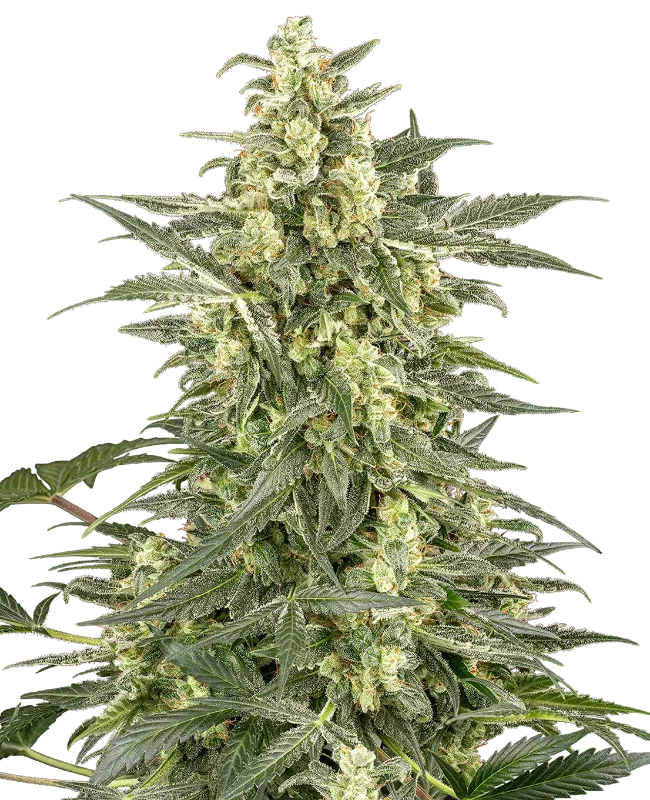 Mighty Dwarf van Sensi Seeds