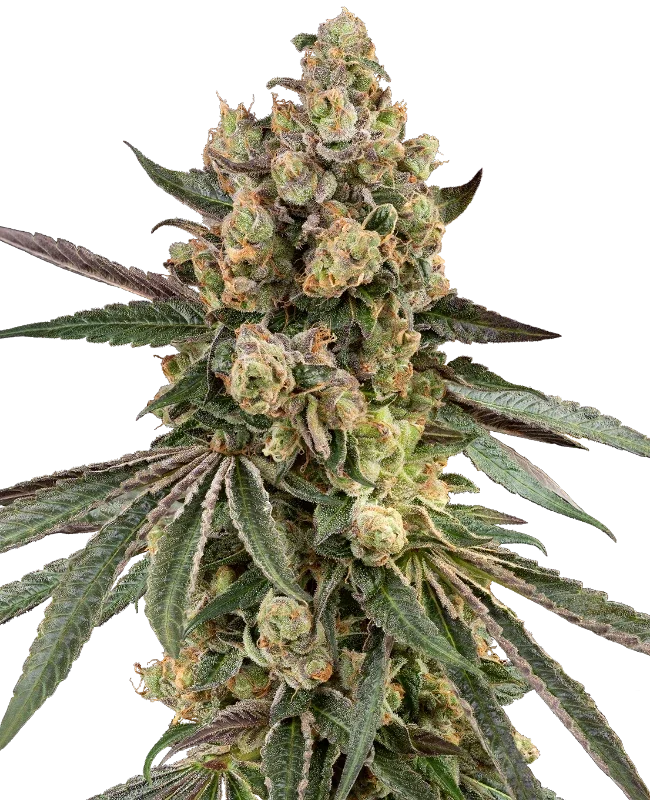 Caramel Pineapple van Sensi Seeds