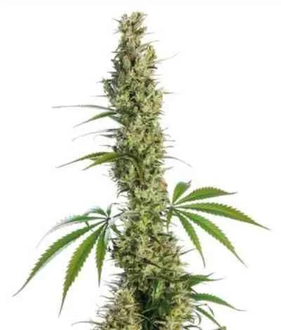Eagle Bill van Sensi Seeds