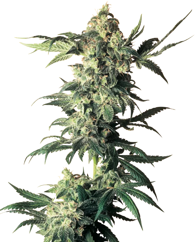 Northern Lights van Sensi Seeds