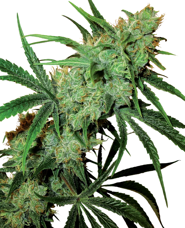 Fruity juice van Sensi Seeds