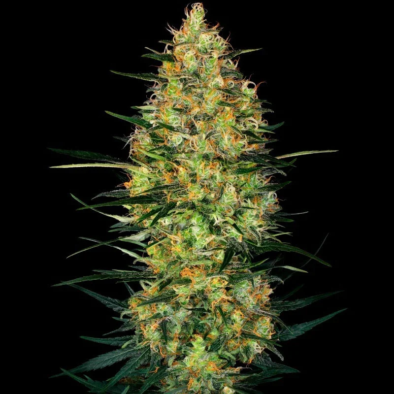 Caramellow Kush van Sensi Seeds