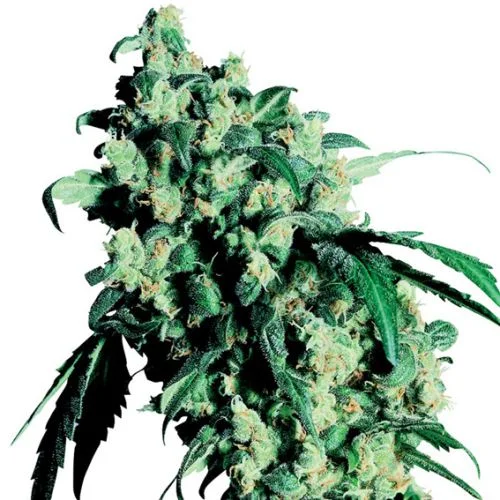 Super Skunk van Sensi Seeds