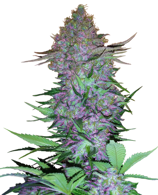 Purple Skunk van Sensi Seeds