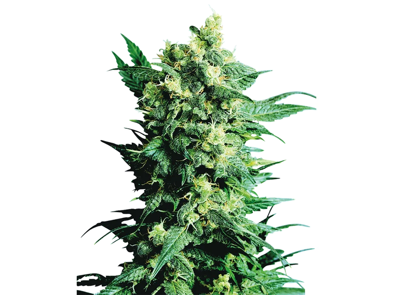 Shiva Shanti II van Sensi Seeds