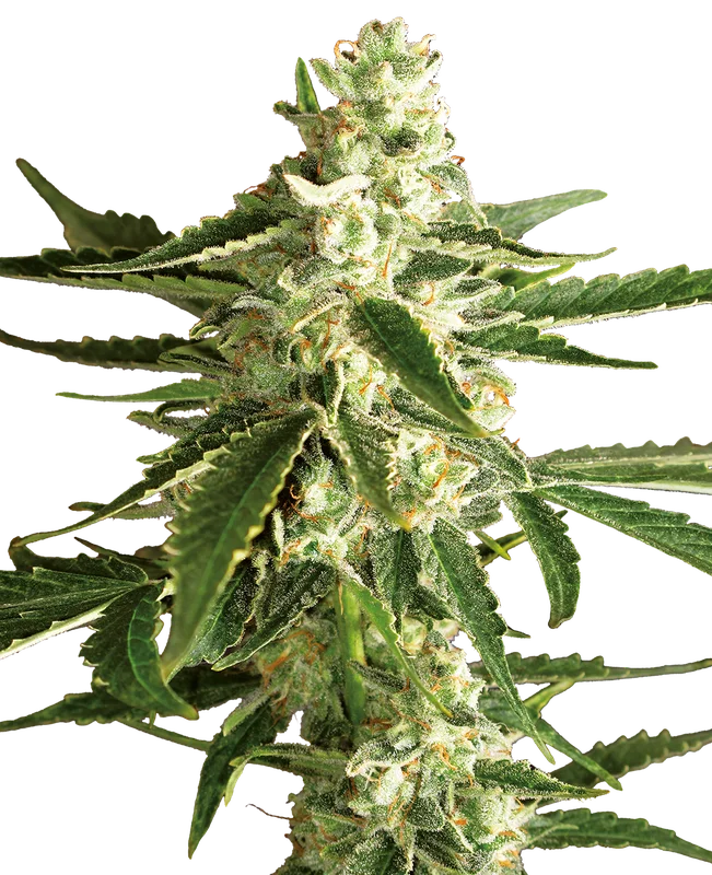 White Diesel Haze van Sensi Seeds