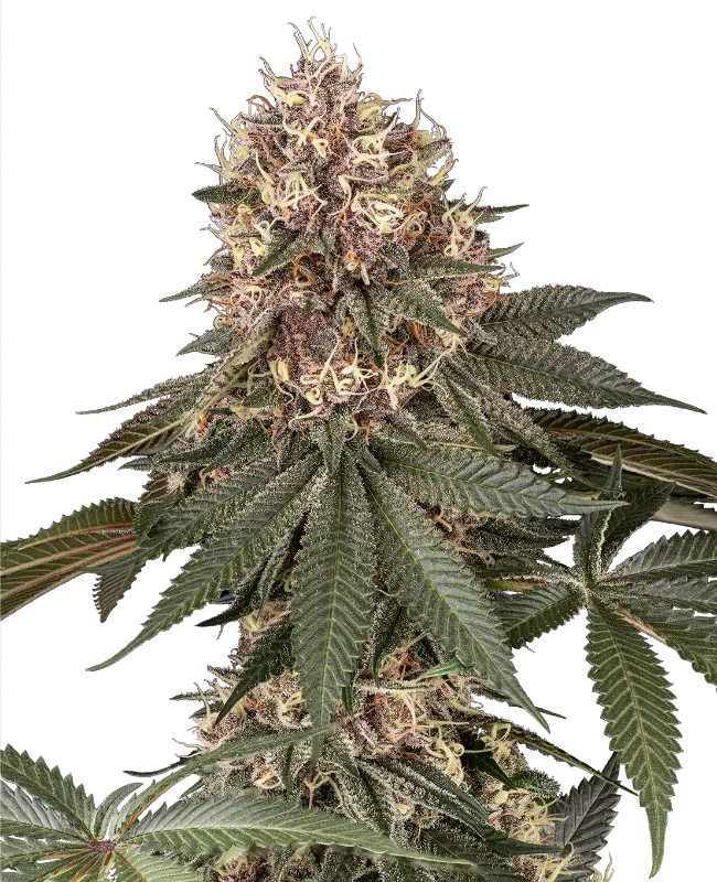 Tsarina van Sensi Seeds