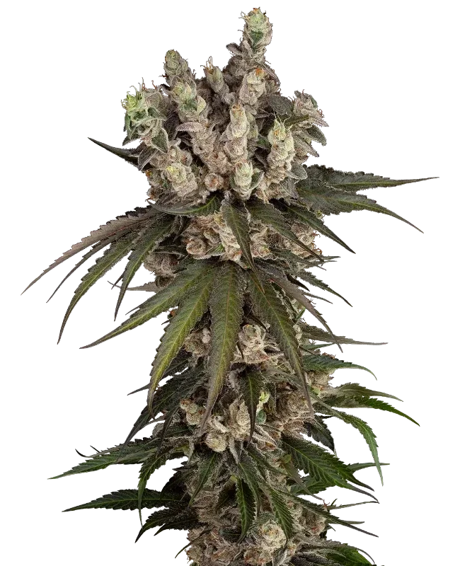Gelauto Kush van Sensi Seeds