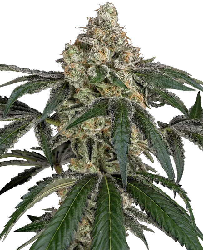 Cereal Killa van Sensi Seeds