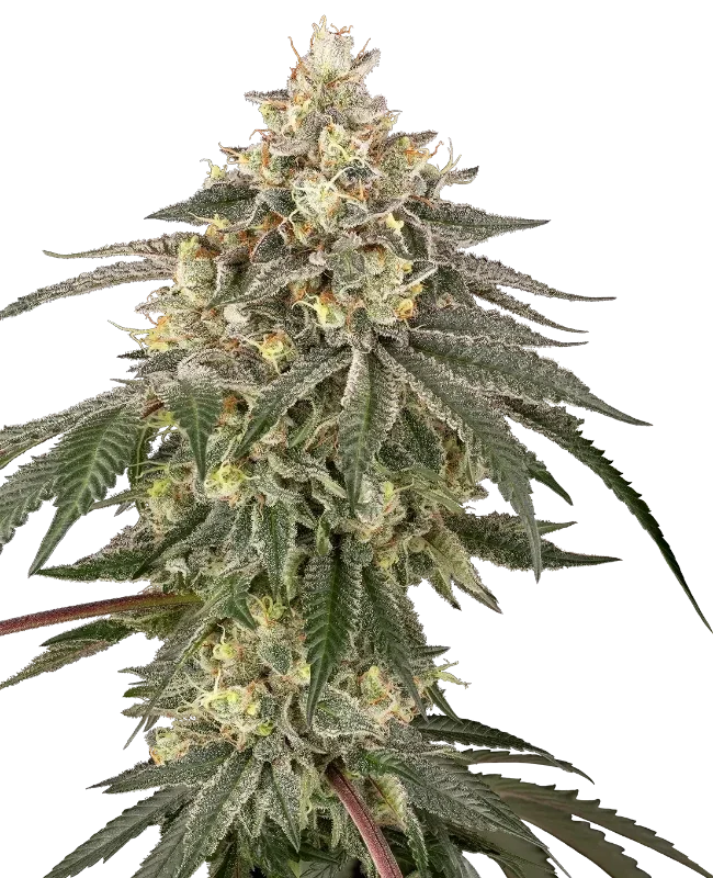 Cherry Gas van Sensi Seeds