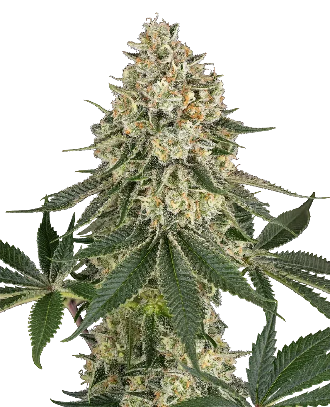 Papaya Spritzer van Sensi Seeds