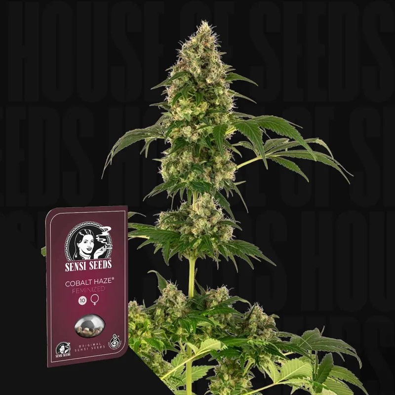 Cobalt Haze van Sensi Seeds