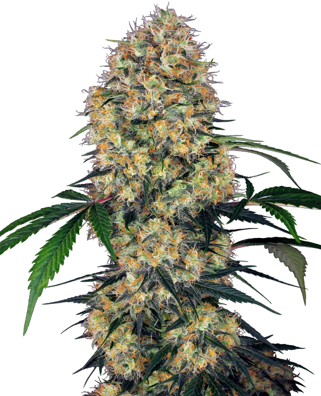 Sensi Amnesia XXL van Sensi Seeds