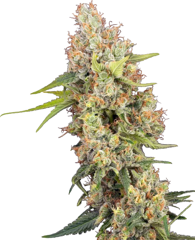 Raspberry Critical Kush van Sensi Seeds