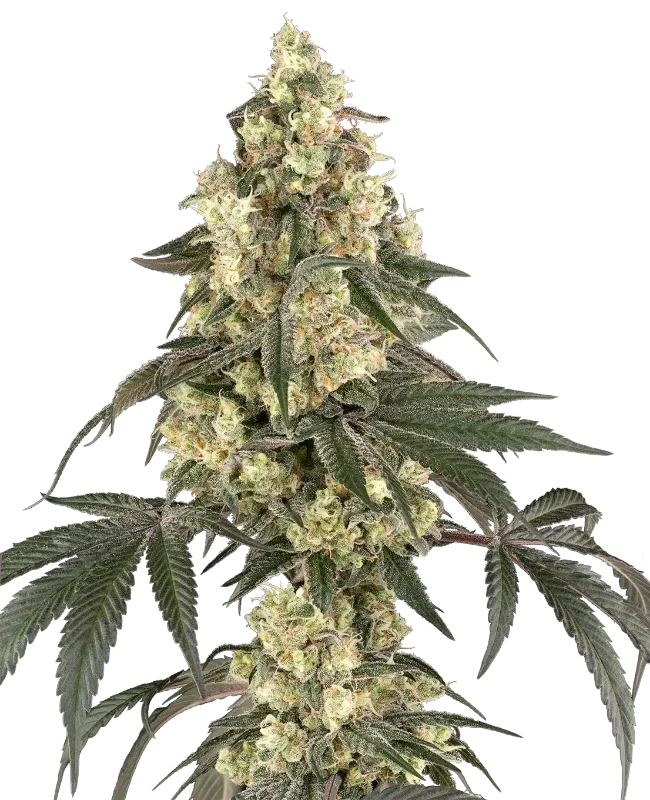 Boujee Berriez van Sensi Seeds