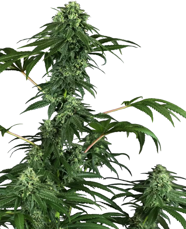 420 Punch van Sensi Seeds
