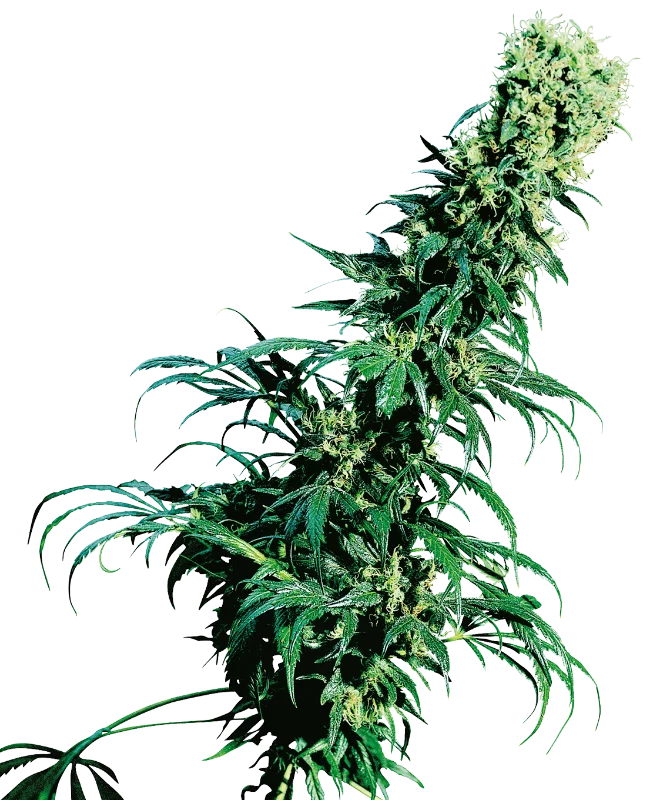 Early Pearl van Sensi Seeds