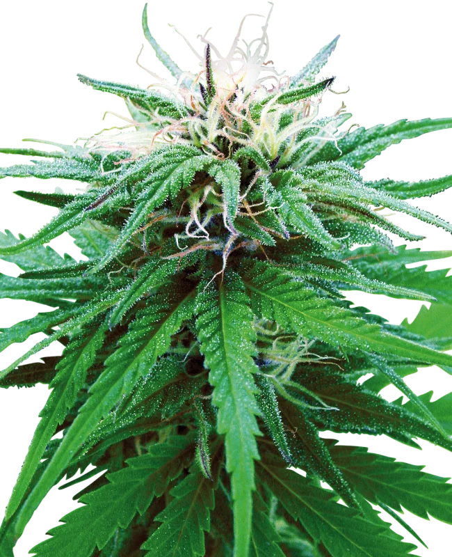 Ruderalis Indica van Sensi Seeds