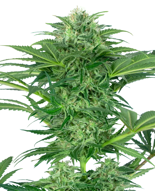 Skunk Dream CBD van Sensi Seeds
