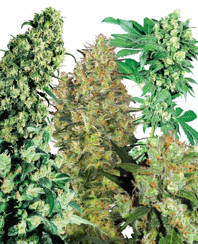 Indoor Mix van Sensi Seeds