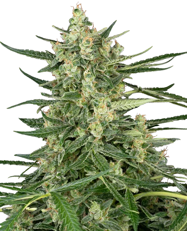 Grape Jam van Sensi Seeds