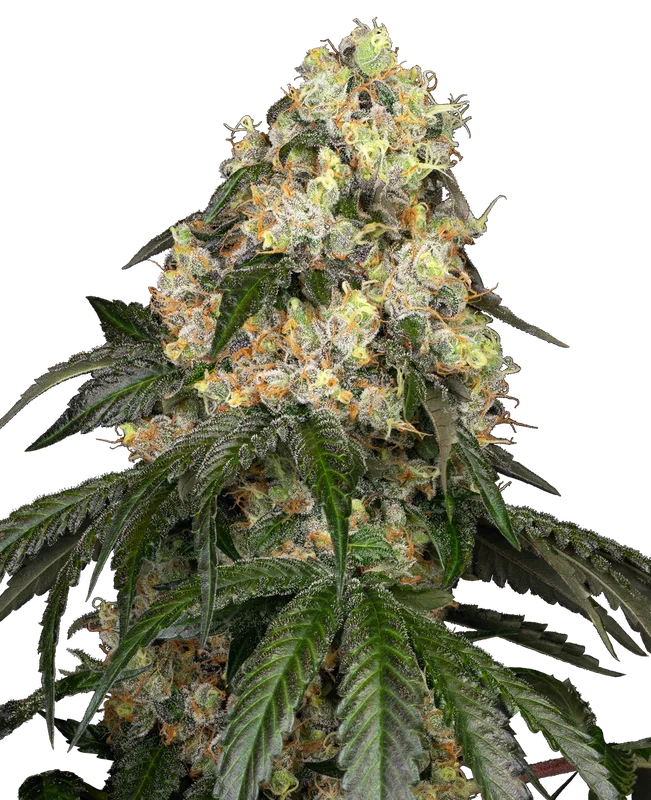 White Biscotti OG XXL van Sensi Seeds