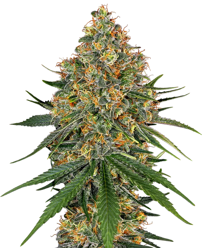 White Cheese van Sensi Seeds