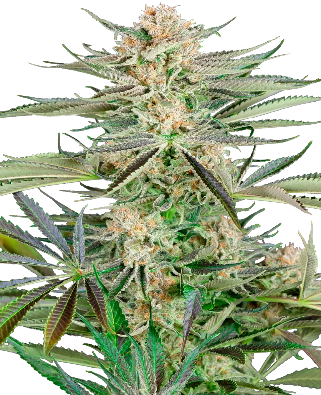 Screwdriver OG van Sensi Seeds