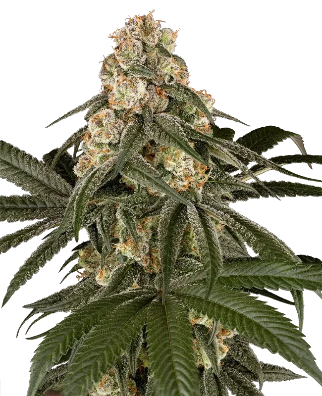 Silk Truffle van Sensi Seeds