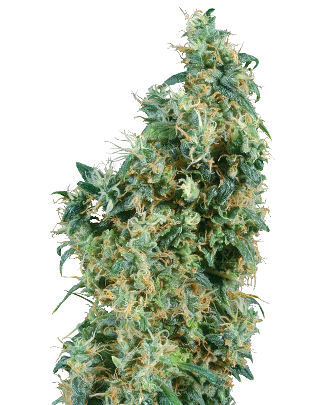 First Lady van Sensi Seeds