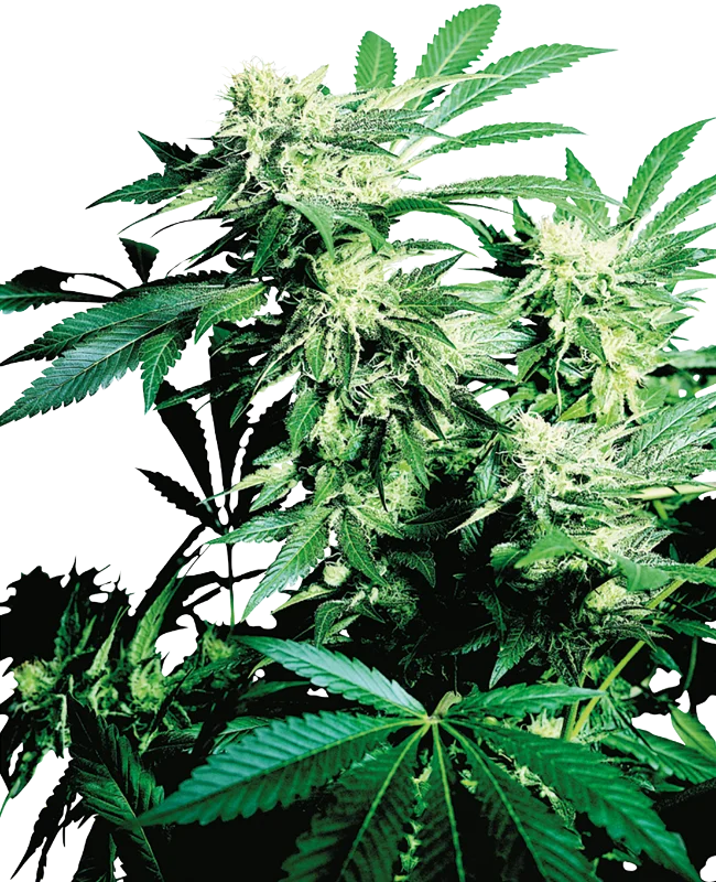 Skunk Kush van Sensi Seeds