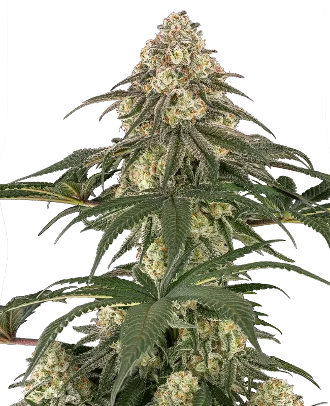 Neon Frost van Sensi Seeds