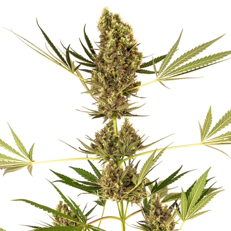 Alpine Delight CBD van Sensi Seeds