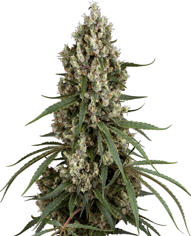 High School Reunion van Sensi Seeds