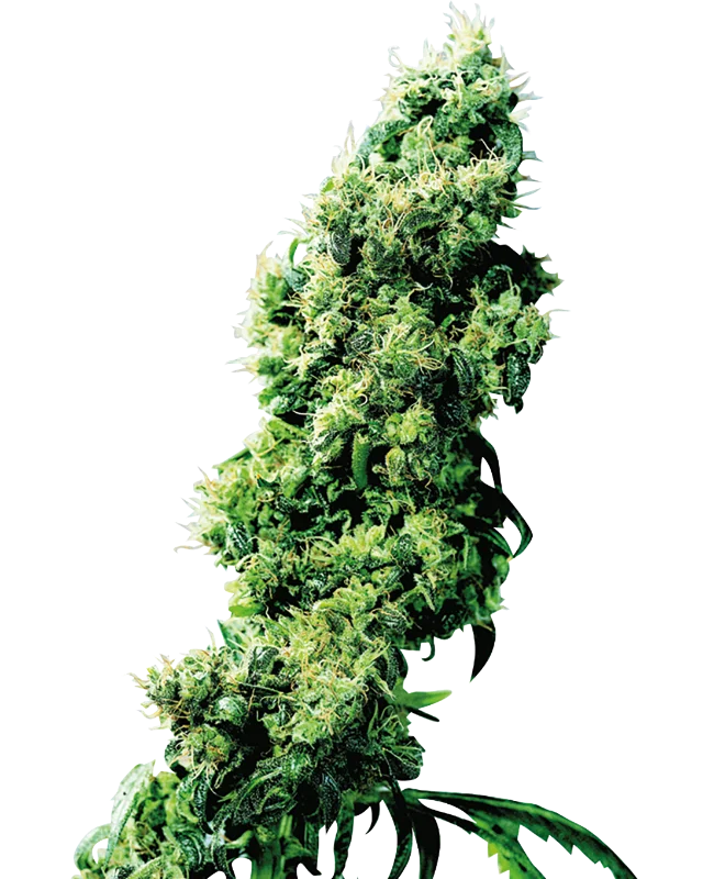 Four-way van Sensi Seeds