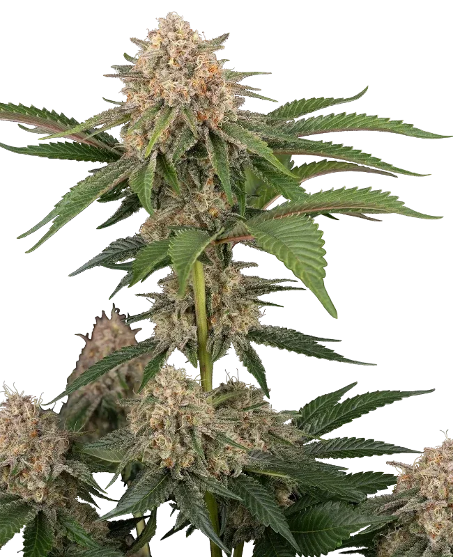 California Runtz van Sensi Seeds
