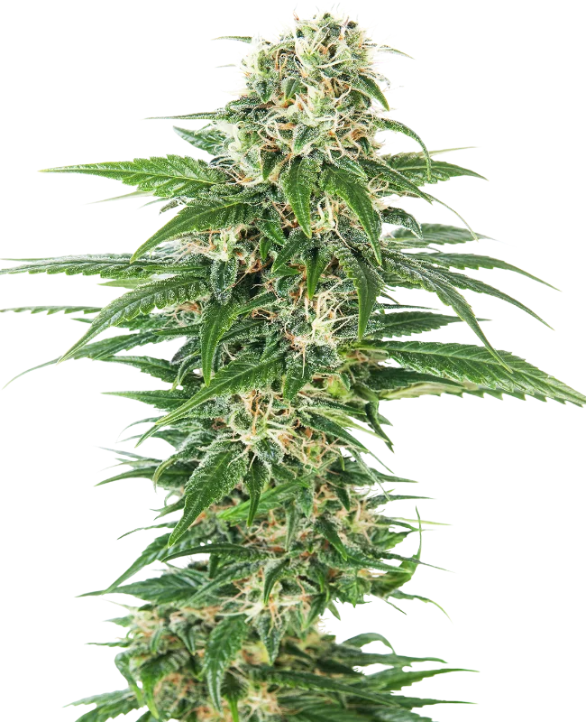 Early Skunk van Sensi Seeds