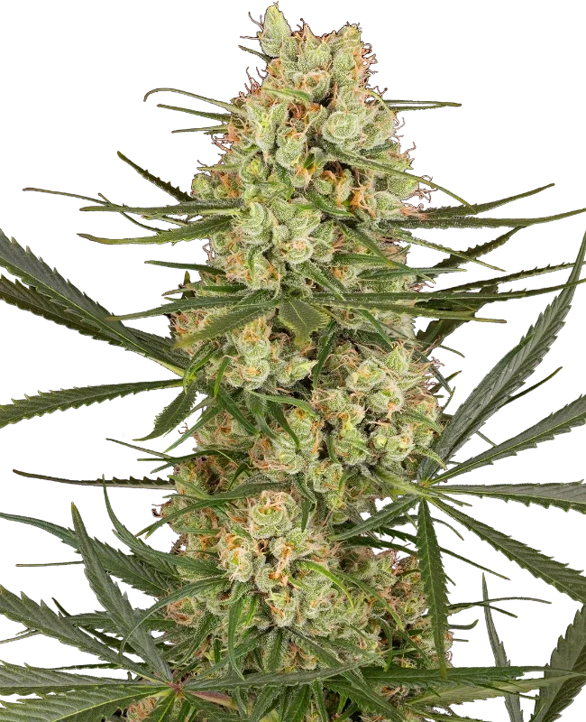 Haze Dawg van Sensi Seeds