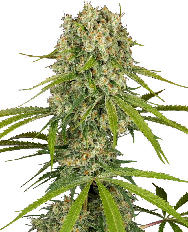 LA Sugar van Sensi Seeds