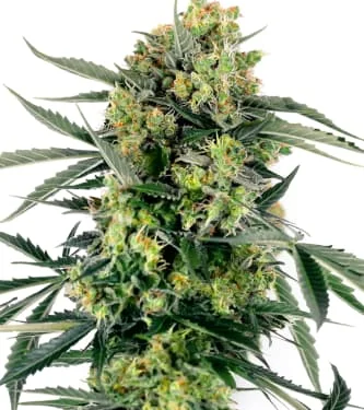 Blueberry Zkittlez van Sensi Seeds
