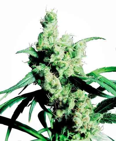Silver Haze #9 van Sensi Seeds