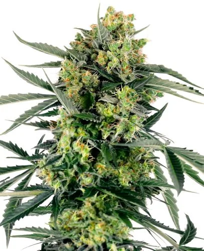 Blueberry Zkittlez van Sensi Seeds