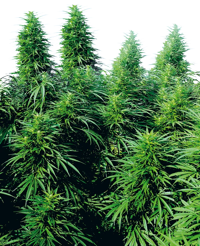 Ruderalis Skunk van Sensi Seeds