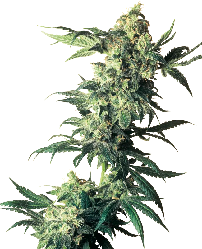 Northern Lights van Sensi Seeds