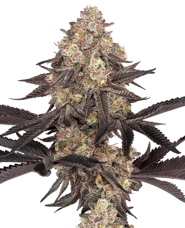 Black Cherry Reserve van Sensi Seeds